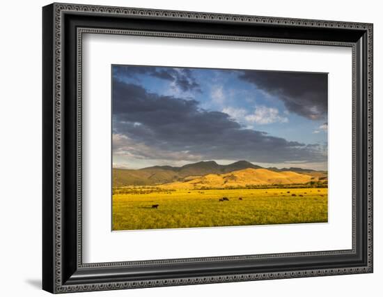 Beef Cattle Graze in Farm Pasture, Sunrise, Tobacco Root Mountains, Montana, USA-Chuck Haney-Framed Photographic Print