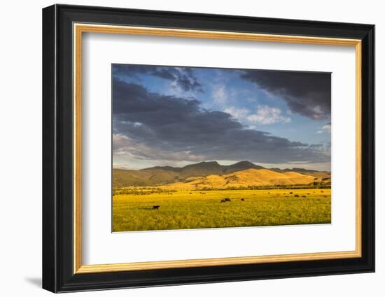 Beef Cattle Graze in Farm Pasture, Sunrise, Tobacco Root Mountains, Montana, USA-Chuck Haney-Framed Photographic Print