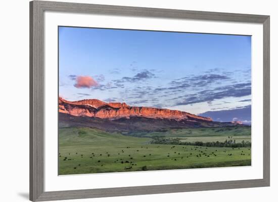 Beef cattle grazing below Walling Reef on the Rocky Mountain Front at sunrise near Dupuyer, Montana-Chuck Haney-Framed Photographic Print