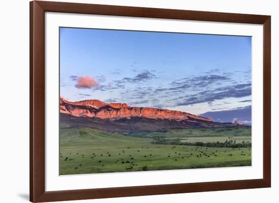 Beef cattle grazing below Walling Reef on the Rocky Mountain Front at sunrise near Dupuyer, Montana-Chuck Haney-Framed Photographic Print