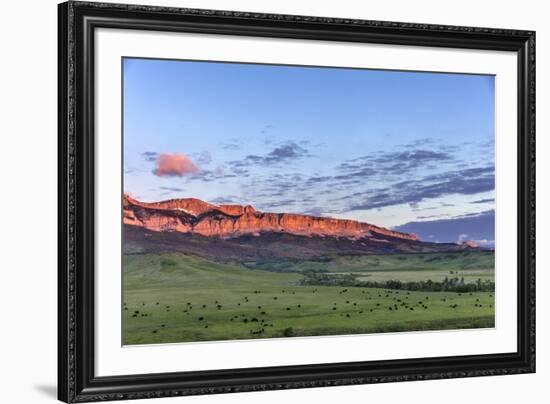 Beef cattle grazing below Walling Reef on the Rocky Mountain Front at sunrise near Dupuyer, Montana-Chuck Haney-Framed Photographic Print