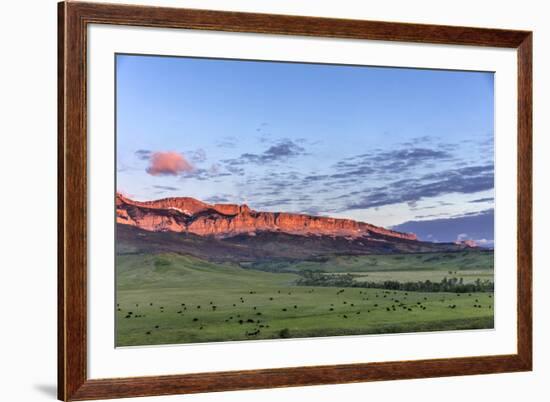 Beef cattle grazing below Walling Reef on the Rocky Mountain Front at sunrise near Dupuyer, Montana-Chuck Haney-Framed Photographic Print