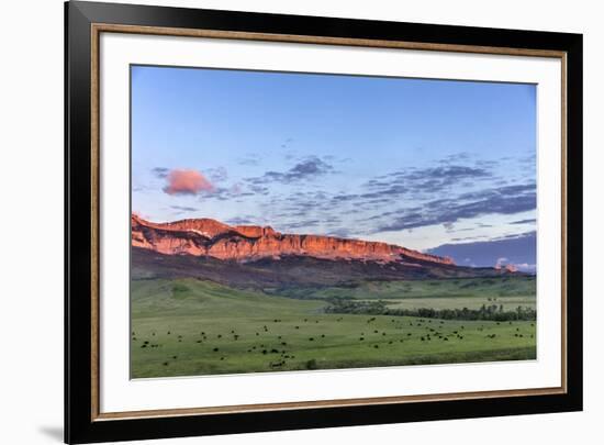 Beef cattle grazing below Walling Reef on the Rocky Mountain Front at sunrise near Dupuyer, Montana-Chuck Haney-Framed Photographic Print