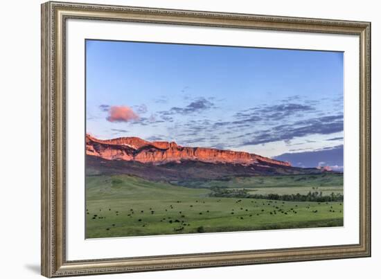 Beef cattle grazing below Walling Reef on the Rocky Mountain Front at sunrise near Dupuyer, Montana-Chuck Haney-Framed Photographic Print