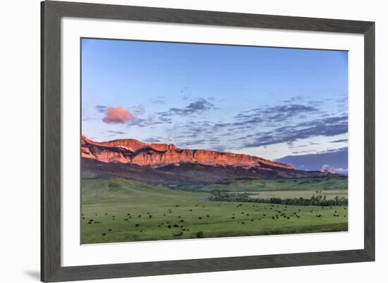 Beef cattle grazing below Walling Reef on the Rocky Mountain Front at sunrise near Dupuyer, Montana-Chuck Haney-Framed Photographic Print