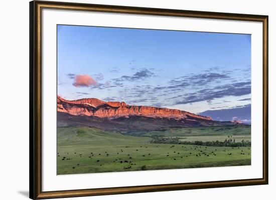 Beef cattle grazing below Walling Reef on the Rocky Mountain Front at sunrise near Dupuyer, Montana-Chuck Haney-Framed Photographic Print