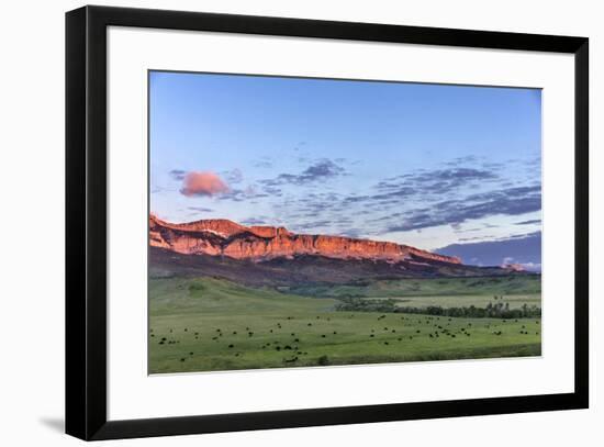 Beef cattle grazing below Walling Reef on the Rocky Mountain Front at sunrise near Dupuyer, Montana-Chuck Haney-Framed Photographic Print