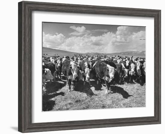 Beef Cattle Standing in a Pasture on the Abbott Ranch-Bernard Hoffman-Framed Photographic Print