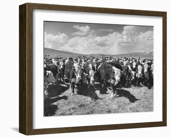 Beef Cattle Standing in a Pasture on the Abbott Ranch-Bernard Hoffman-Framed Photographic Print