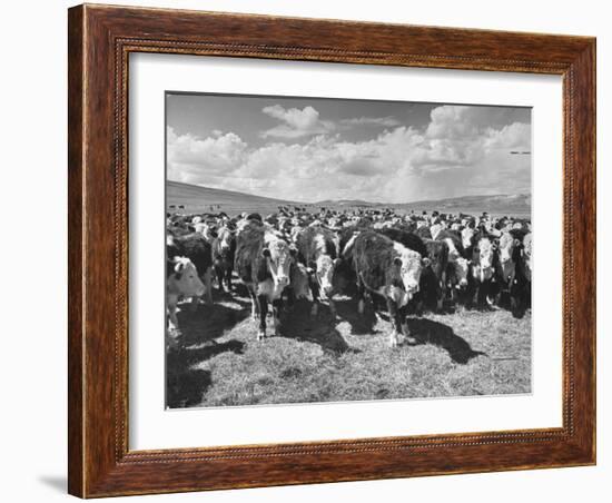 Beef Cattle Standing in a Pasture on the Abbott Ranch-Bernard Hoffman-Framed Photographic Print