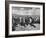 Beef Cattle Standing in a Pasture on the Abbott Ranch-Bernard Hoffman-Framed Photographic Print