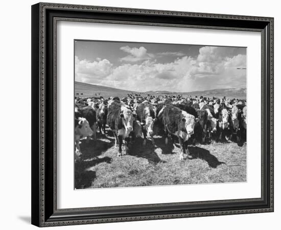 Beef Cattle Standing in a Pasture on the Abbott Ranch-Bernard Hoffman-Framed Photographic Print