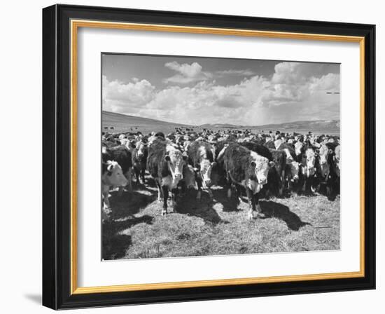 Beef Cattle Standing in a Pasture on the Abbott Ranch-Bernard Hoffman-Framed Photographic Print