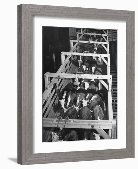 Beef Cattle Walking Down Ramp into Stockyard Pens-null-Framed Photographic Print