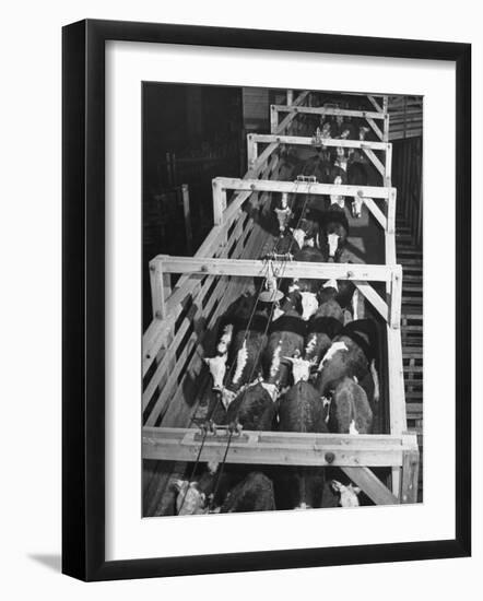 Beef Cattle Walking Down Ramp into Stockyard Pens-null-Framed Photographic Print
