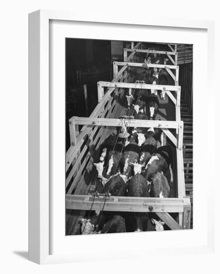 Beef Cattle Walking Down Ramp into Stockyard Pens-null-Framed Photographic Print