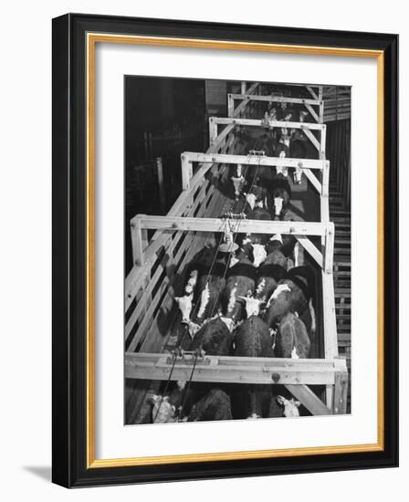 Beef Cattle Walking Down Ramp into Stockyard Pens-null-Framed Photographic Print