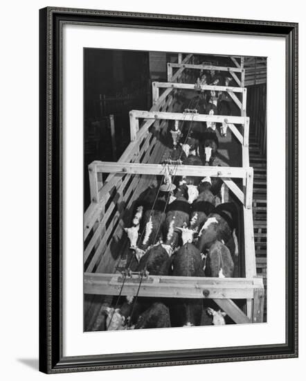 Beef Cattle Walking Down Ramp into Stockyard Pens-null-Framed Photographic Print