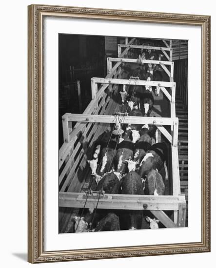 Beef Cattle Walking Down Ramp into Stockyard Pens-null-Framed Photographic Print