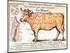 Beef: Diagram Depicting the Different Cuts of Meat-null-Mounted Premium Giclee Print