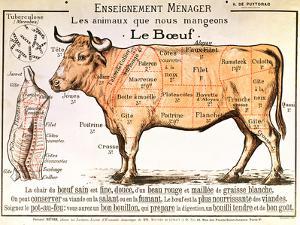 Beef: Diagram Depicting the Different Cuts of Meat
