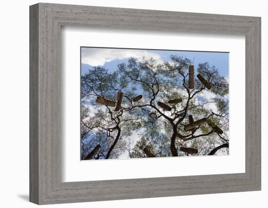 Beehives on acacia tree, Arba Minch, Southern Nations, Ethiopia-Keren Su-Framed Photographic Print