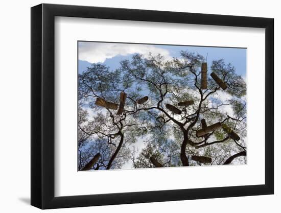 Beehives on acacia tree, Arba Minch, Southern Nations, Ethiopia-Keren Su-Framed Photographic Print