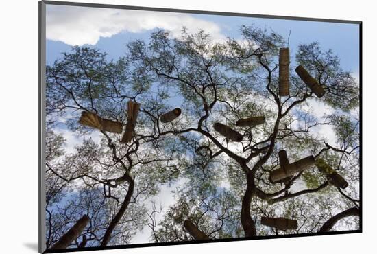 Beehives on acacia tree, Arba Minch, Southern Nations, Ethiopia-Keren Su-Mounted Photographic Print