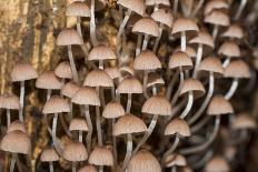 Mushroom in Rainforest-beejung-Photographic Print