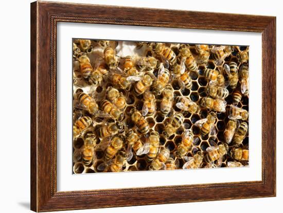 Beekeeping at Vietnam, Beehive, Bee Honey-xuanhuongho-Framed Photographic Print