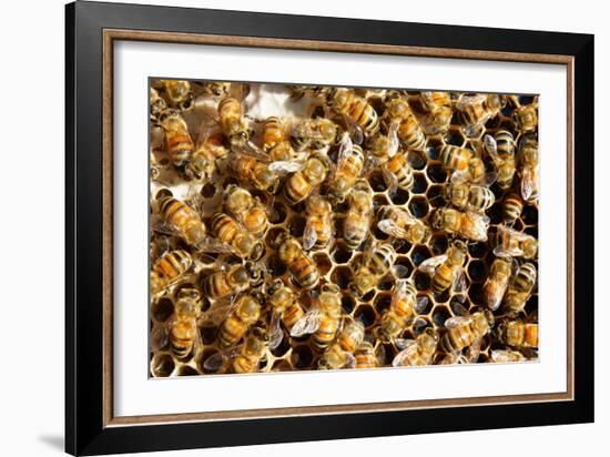 Beekeeping at Vietnam, Beehive, Bee Honey-xuanhuongho-Framed Photographic Print