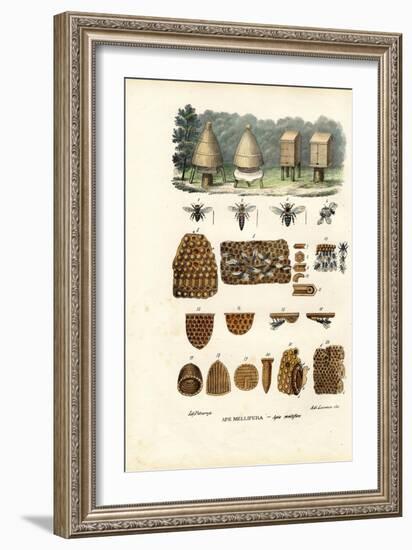 Bees, 1863-79-Raimundo Petraroja-Framed Giclee Print