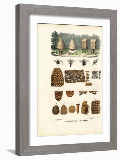 Bees, 1863-79-Raimundo Petraroja-Framed Giclee Print