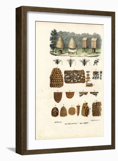 Bees, 1863-79-Raimundo Petraroja-Framed Giclee Print