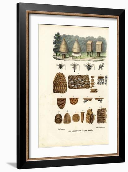 Bees, 1863-79-Raimundo Petraroja-Framed Giclee Print