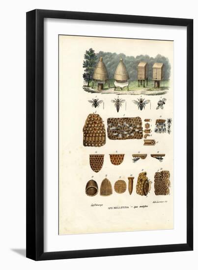 Bees, 1863-79-Raimundo Petraroja-Framed Giclee Print