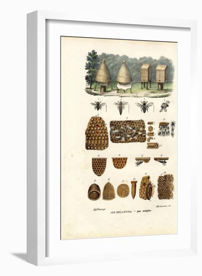 Bees, 1863-79-Raimundo Petraroja-Framed Giclee Print