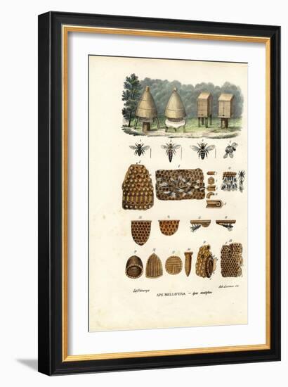 Bees, 1863-79-Raimundo Petraroja-Framed Giclee Print