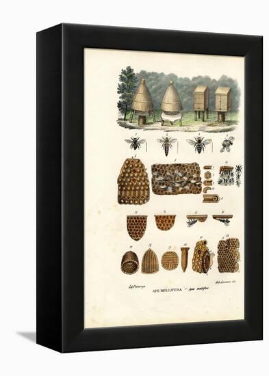 Bees, 1863-79-Raimundo Petraroja-Framed Premier Image Canvas