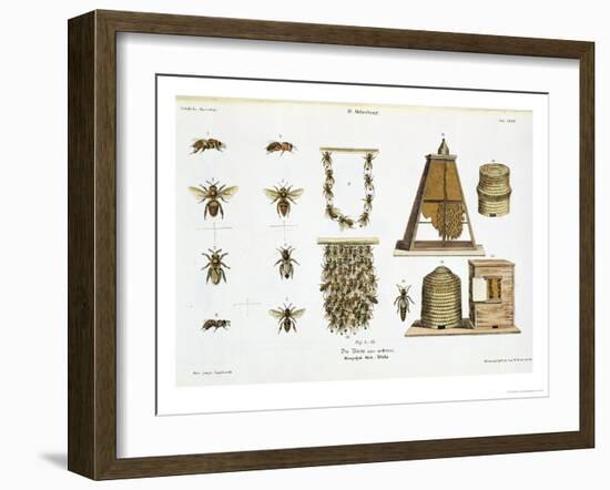 Bees and Bee-Keeping, from "The Young Landsman," Published Vienna, 1845-Matthias Trentsensky-Framed Giclee Print