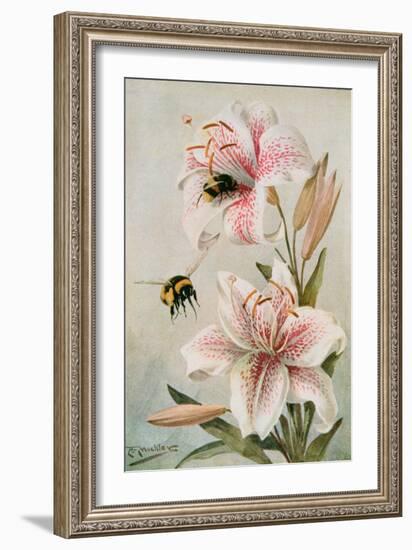 Bees and Lilies, Illustration from 'stories of Insect Life' by William J. Claxton, 1912-Louis Fairfax Muckley-Framed Giclee Print