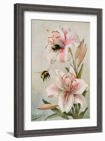 Bees and Lilies, Illustration from 'stories of Insect Life' by William J. Claxton, 1912-Louis Fairfax Muckley-Framed Giclee Print