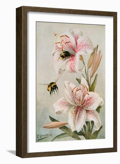 Bees and Lilies, Illustration from 'stories of Insect Life' by William J. Claxton, 1912-Louis Fairfax Muckley-Framed Giclee Print