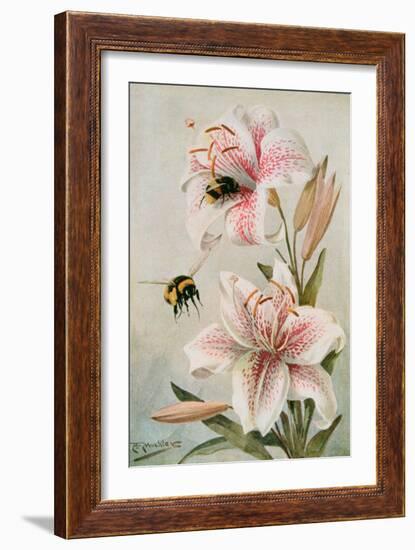 Bees and Lilies, Illustration from 'stories of Insect Life' by William J. Claxton, 1912-Louis Fairfax Muckley-Framed Giclee Print