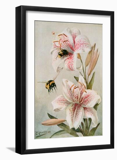 Bees and Lilies, Illustration from 'stories of Insect Life' by William J. Claxton, 1912-Louis Fairfax Muckley-Framed Giclee Print