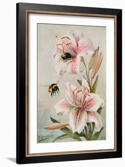 Bees and Lilies, Illustration from 'stories of Insect Life' by William J. Claxton, 1912-Louis Fairfax Muckley-Framed Giclee Print