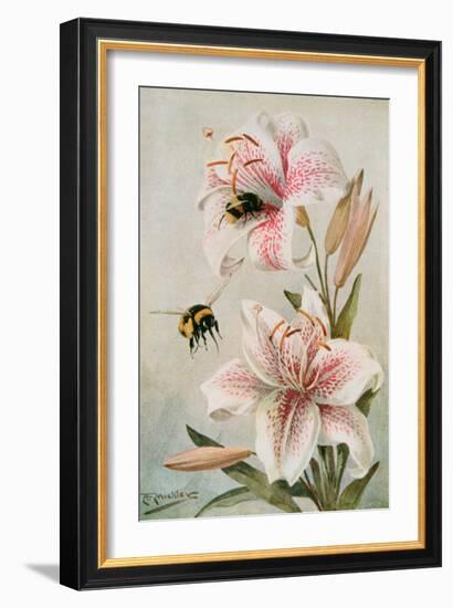 Bees and Lilies, Illustration from 'stories of Insect Life' by William J. Claxton, 1912-Louis Fairfax Muckley-Framed Giclee Print