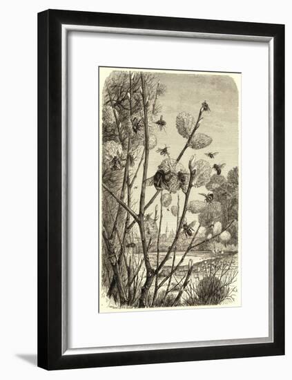 Bees in Springtime-null-Framed Art Print