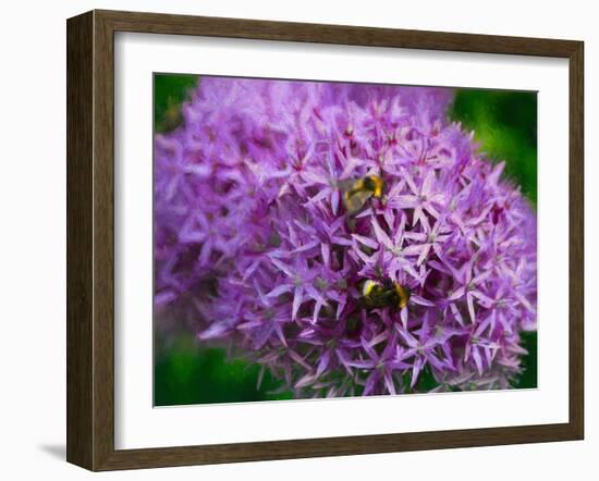 Bees in the aliums, 2018,-Helen White-Framed Giclee Print