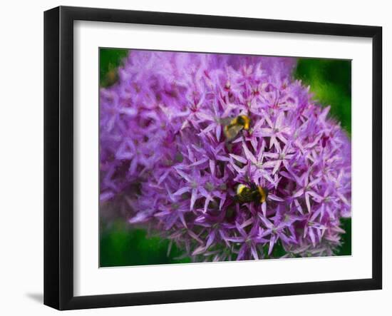Bees in the aliums, 2018,-Helen White-Framed Giclee Print